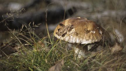 Vacances : cueillette en sous-bois