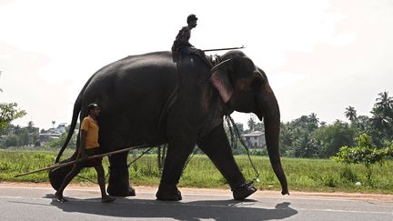 Un mahout sur son éléphant au Sri Lanka. (LAKRUWAN WANNIARACHCHI / AFP)