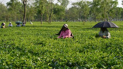 Des ouvriers du thé, le 27 avril 2017, en Inde. (STRINGER / DPA / AFP)