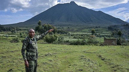 "Lors du recensement de 2010, il y avait 880 gorilles de montagne. En 2015, un autre recensement a montré qu'il y en avait 1063" au total, explique à l'AFP le ranger Felicien Ntezimana.&nbsp; &nbsp; (SIMON MAINA / AFP)