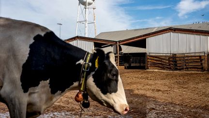 Des chercheurs tentent de développer  d'autres vaches des techniques pour réduire le méthane émis par les rots des vaches, le 23 octobre 2024 à Davis en Californie. (NOAH BERGER / AFP)