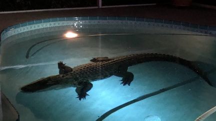 L'alligator a été retrouvé dans une piscine familiale du comté de Sarasota, en Floride (Etats-Unis). (SARASOTA SHERIF)