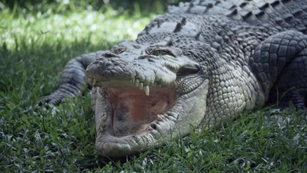 Un crocodile photographié dans l'Etat du Queensland, en Australie (photo d'illustration). (IAN GRIFFITHS / ROBERT HARDING HERITAGE / AFP)