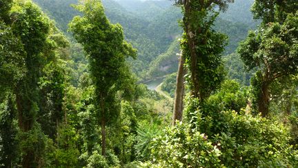 La for&ecirc;t de Wooroonooran, dans l'Etat de Queensland, dans le nord-est de l'Australie. (GUILLAUME CAPRON / CC / FLICKR)