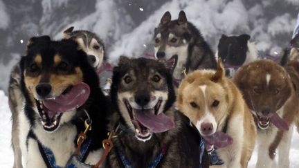 Des chiens de tra&icirc;neaux en plein effort pr&egrave;s de Praz-sur-Arly (Haute-Savoie), en janvier 2011. (JEAN-PHILIPPE KSIAZEK / AFP)