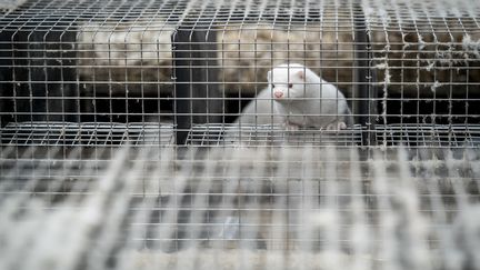 Un vison dans une ferme au Danemark, le 6 novembre 2020. (MADS CLAUS RASMUSSEN / RITZAU SCANPIX / AFP)