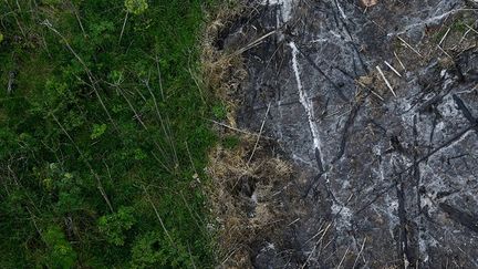 Tout le monde se déchire sur l’utilisation de la forêt : les écologistes veulent la sauver du déboisement, l’agrobusiness la transforme en champs et les indiens se battent pour continuer d’y vivre. Le combat des défenseurs de cet écosystème est loin d’être gagné car la déforestation est repartie à la hausse en 2013. VOIR LE DIAPORAMA
  (Reuters/Nacho Doce)