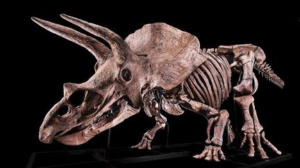 Dinosaures : "Big John", le tricératops mis aux enchères