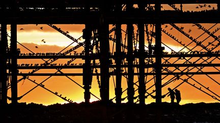 Des centaines de passereaux se reposent au coucher du soleil sur le port d'Aberystwyth (Royaume-Uni) avant de reprendre leur migration, le 2 f&eacute;vrier 2013. (RICHARD BOWLER / REX / SIPA)