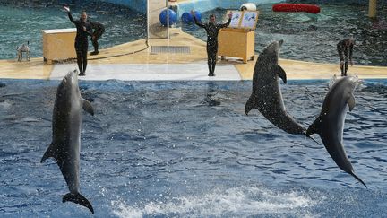 Un spectacle de dauphins réalisé au Marineland d'Antibes (Alpes-Maritimes), le 17 mars 2016. (VALERY HACHE / AFP)