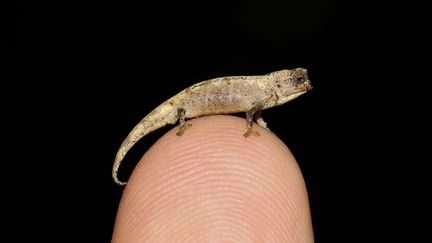 Le plus petit reptile adulte au monde, le&nbsp;"Brookesia nana", a été découvert à Madagascar par des scientifiques allemands et malgaches.&nbsp; (FRANK GLAW / ZOOLOGISCHE STAATSSAMMLUNG MUNCH / AFP)