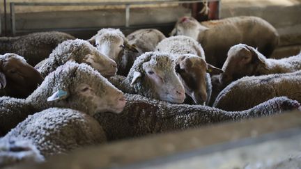 La fièvre catarrhale, également appelée fièvre catarrhale ovine, touche les moutons infectés par des insectes et n'est pas transmissible à l'homme. (THIBAUT DURAND / MAXPPP)