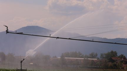 Arrosage d'un champs de maïs pendant de fortes chaleurs, le 11 juin 2023. (HERVE KIELWASSER / MAXPPP)