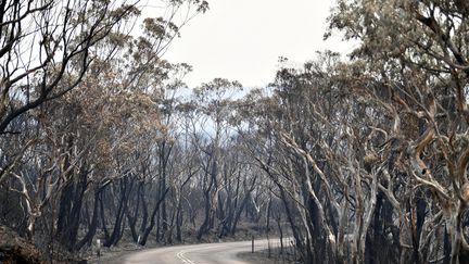 Des&nbsp;arbres brûlés après un feu de brousse dans les Montagnes Bleues, un site naturel célèbre pour ses sentiers de randonnées, situé à 2 heures au nord&nbsp;de Sydney, le 18 décembre 2019. (SAEED KHAN / AFP)