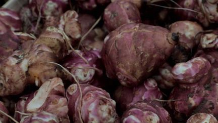 Cuisine : le retour en force du Topinambour dans les assiettes françaises (France 2)