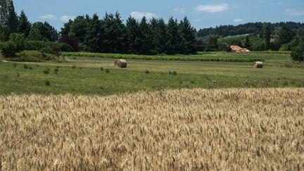 Des champs de blé dans le Beaujolais, sur la commune de&nbsp;Saint Germain-Nuelles (Rhône), le 9 juillet 2019. (NICOLAS LIPONNE / NURPHOTO / AFP)