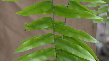 Feuillage de Nephrolepis falcata.&nbsp; (ISABELLE MORAND / RADIO FRANCE / FRANCE INFO)