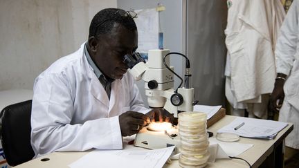 Un chercheur du laboratoire d'entomologie du Centre national de recherche et de formation sur le paludisme (CNRFP) de&nbsp;Ouagadougou, au Burkina Faso, le 22 août 2019. (OLYMPIA DE MAISMONT / AFP)