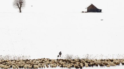 Un berger conduit son troupeau dans la neige &agrave; Muehlethumen (Suisse), le 15 f&eacute;vrier 2012. (MICHAEL BUHOLZER / REUTERS)