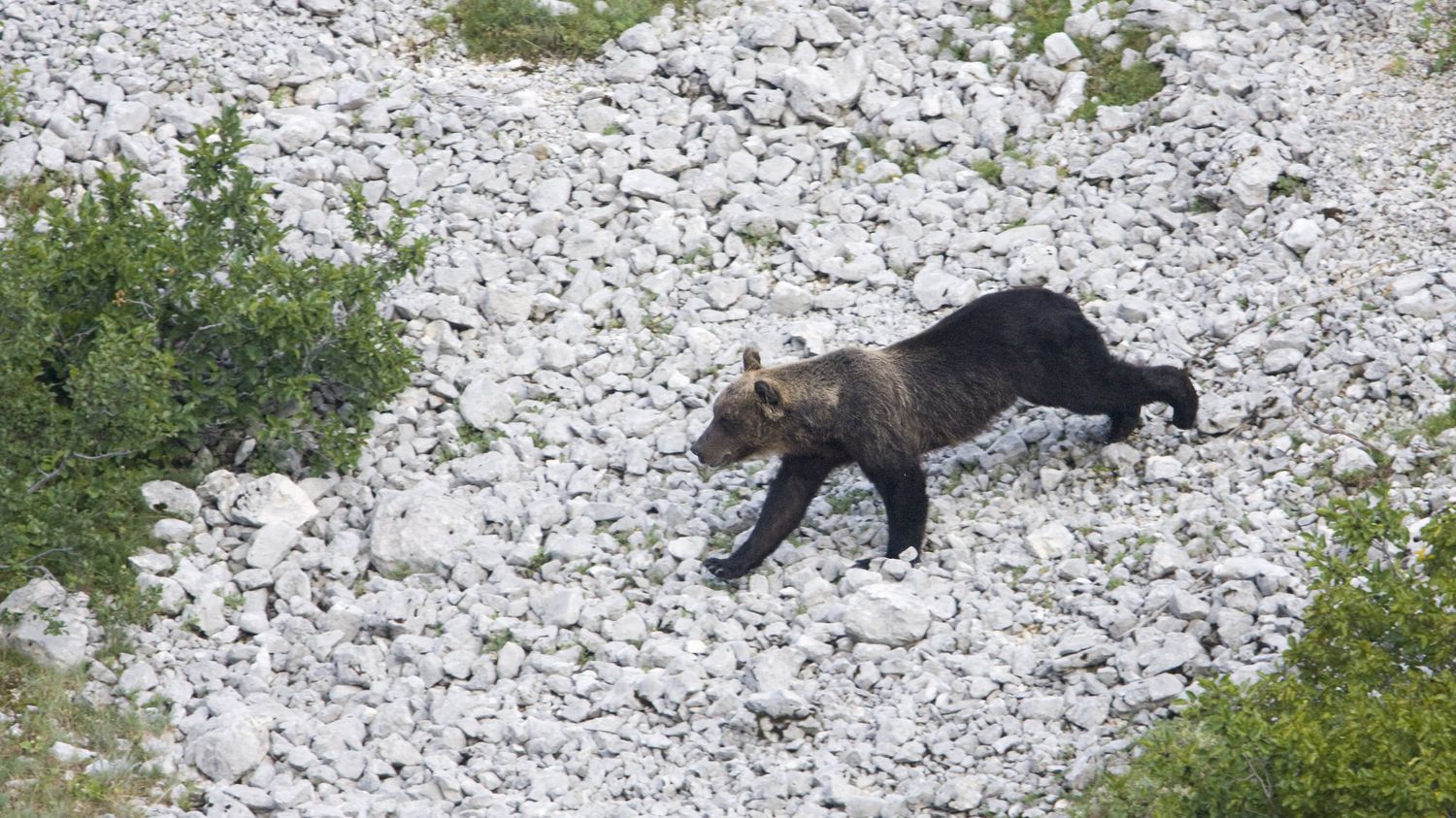 Orso in via di estinzione abbattuto in Italia