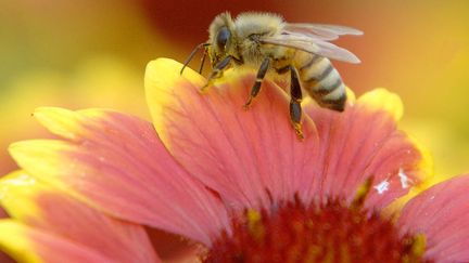 &nbsp; (Le printemps froid et pluvieux a empêché les abeilles de butiner les fleurs © SIPA / Norm Dettlaff)