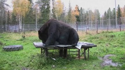 Capture d'écran montrant Juuso, un ours brun dans son parc à Kuusamo, au centre de la Finlande, 2016&nbsp; (REUTERS)