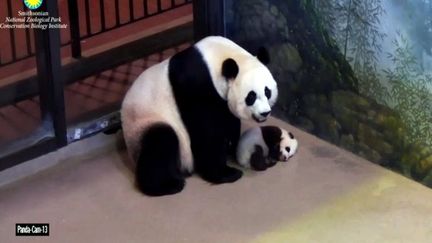 Le bébé panda du zoo de Washington fait ses premiers pas;