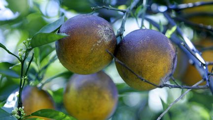 Des oranges sur leur arbre à Miami (Floride). (ROBERT SULLIVAN / AFP)