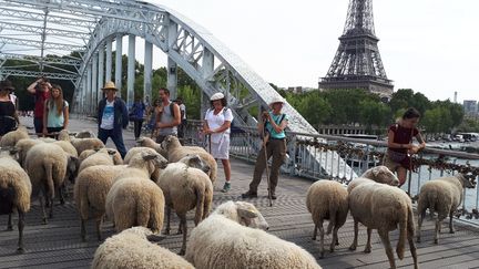 27 brebis accompagnées de bergers et de marcheurs sont arrivées&nbsp;mardi au terme de leur transhumance urbaine. (SANDRINE ETOA-ANDEGUE / RADIO FRANCE)