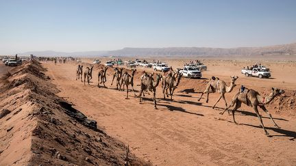 Catégorie par catégorie, près de 500 chameaux, mâles et femelles, ont été sélectionnés en fonction de leur âge. Après leur entrée sur la piste délimitée par deux remblais de sable, ils s'élancent sous les klaxons des pick-up et les cris enthousiastes d'une centaine d’hommes portant keffiehs et galabeyas traditionnels.&nbsp; &nbsp; &nbsp; (KHALED DESOUKI / AFP)