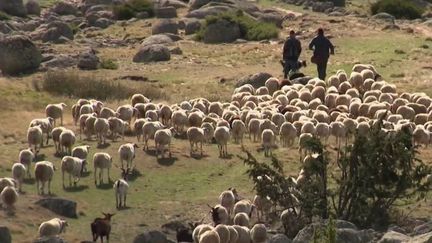 Élevage : l'État autorise l'abattage de 174 loups autorisé pour faire face aux nombreuses brebis tuées