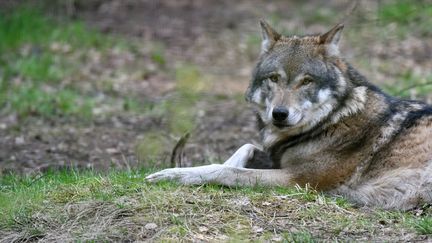 Un loup dans le parc de&nbsp;Schorfheide en Allemagne, le 10 avril 2017. (PAUL ZINKEN / DPA)