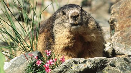 Quand la température est inférieure à 12°C, la marmotte descend dans son terrier pour hiberner pendant environ 6 mois. (AFP)