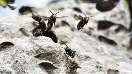 Les espèces invasives 