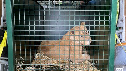 "Marli", l'une des trois lionnes victimes de mauvais traitements dans un cirque de l'Eure. (One Voice)