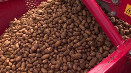 Agriculture : récolte tardive des pommes de terre sur l'île de Ré