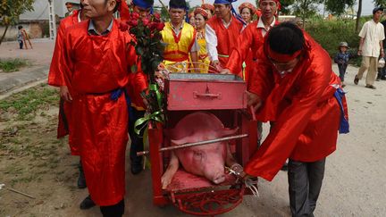 Des villageois transportent un des deux porcs qui sera tranch&eacute; en deux vivant avec une &eacute;p&eacute;e &agrave; l'issue du festival annuel &agrave;&nbsp;Nem Thuong (Vietnam), le 24 f&eacute;vrier 2015. (HOANG DINH NAM / AFP)
