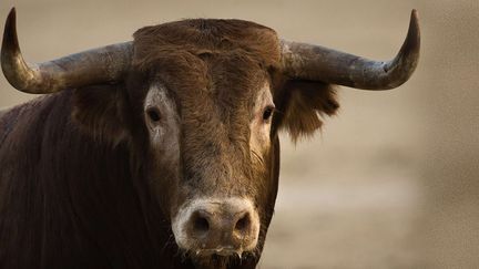 "Comment déguster un phénix", Musée de la chasse et de la nature, jusqu'au 26 janvier 2015
 (Olza/AP/SIPA)