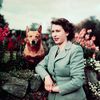 Elizabeth II et son corgi au château de Balmoral en Ecosse (Royaume-Uni), le 28 septembre 1952. (BETTMANN / GETTY IMAGEs)