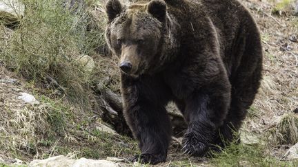 Un ours brun dans la réserve animalière du parc naturel des Pyrénées. (MAXPPP)