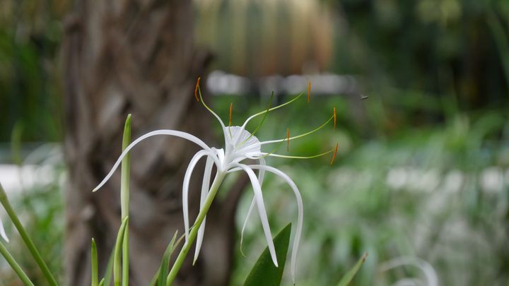 L'ismène (Hymenocallis) doit être cultivée en pot.&nbsp; (ISABELLE MORAND / RADIO FRANCE / FRANCE INFO)