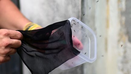 Le biologiste br&eacute;silien Roberto Costa Peres rel&acirc;che quelques uns des quelques 10 000 moustiques "vaccin&eacute;s" contre la dengue, le 2 octobre 2014 &agrave; Rio de Janeiro.&nbsp; (CHRISTOPHE SIMON / AFP)