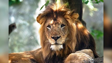 Le lion&nbsp;Nyack, tué au zoo d'Indianapolis, en octobre 2018. (INDIANAPOLIS ZOO / TWITTER)