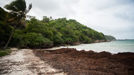 La pointe des Salines recouverte par des sargasses, le 9 juin 2019 au Gosier, en Guadeloupe. (JULIE SEBADELHA / HANS LUCAS / AFP)