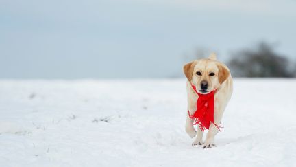 Un labrador dans la neige à Osterode (Allemagne), le 18 janvier 2017.&nbsp; (FRANK MAY / AFP)