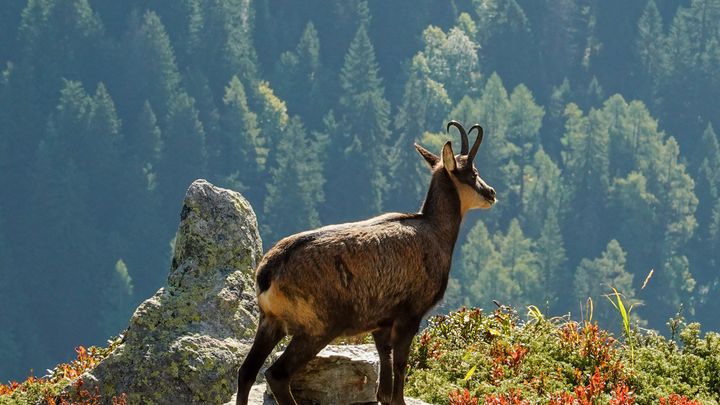 Bouquetin des Pyrénées. (CECILE CARNIMOLLA MAILHOS)