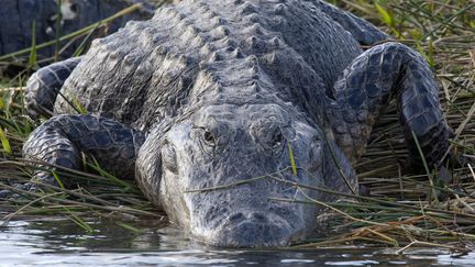 Climat : les Everglades menacés