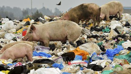 Au Kenya, ces cochons cherchent leur pitance au milieu de sacs en plastique. (SIMON MAINA / AFP )