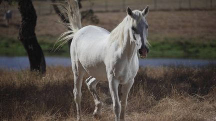 Trois carcasses de cheval originaire de Grande-Bretagne et import&eacute;es en France contenaient un m&eacute;dicament impropre &agrave; la consommation, le phenylbutazone. (LAURIE CASTELLI / CULTURA CREATIVE)