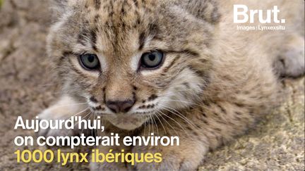 Augmentation du cyclisme, une espèce de lynx sauvée de l'extinction, la déforestation au plus bas en Indonésie... 5 bonnes nouvelles pour la planète.